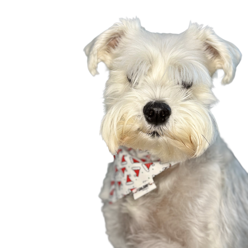 SANTA HATS LIMITED EDITION  —  Scrunchie Style Slip-On Pet Bandana