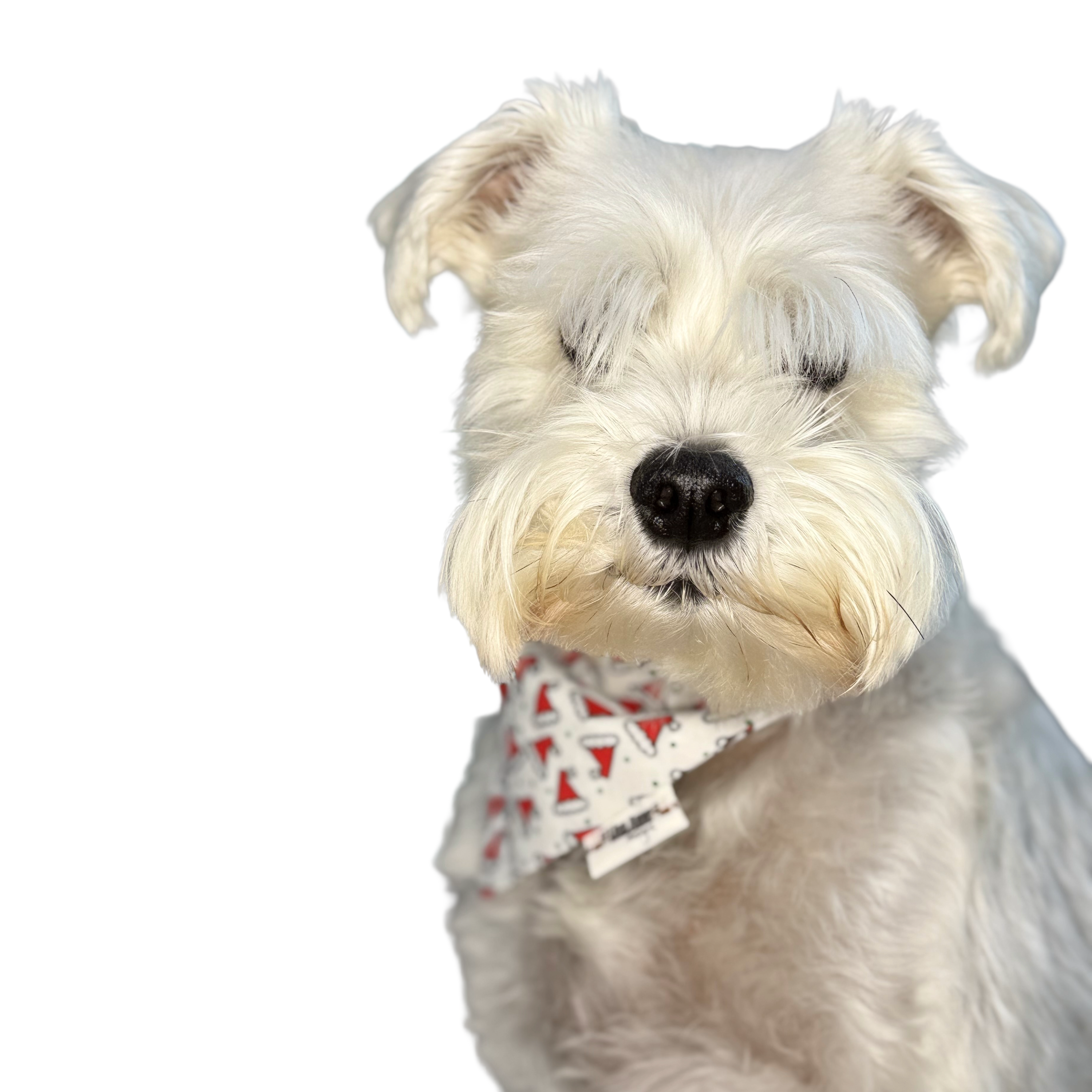 SANTA HATS LIMITED EDITION  —  Scrunchie Style Slip-On Pet Bandana